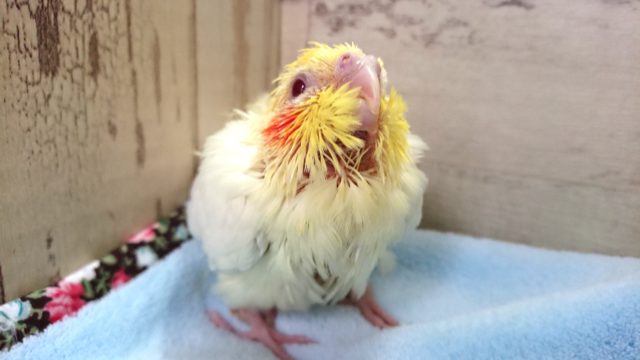 オカメインコ