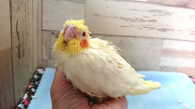 オカメインコ