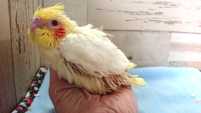 オカメインコ