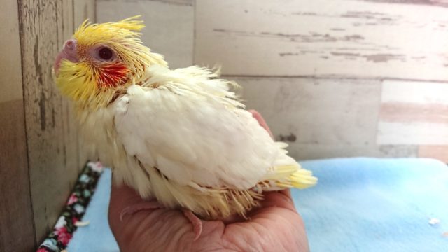 手のりオカメインコ ルチノー 11月25日 オカメインコ