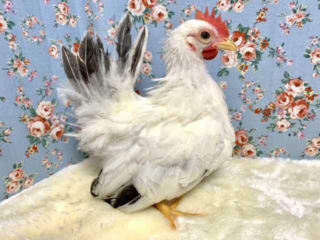 桂チャボ（カツラチャボ）