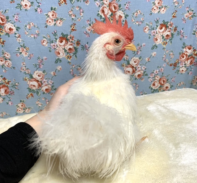 糸毛チャボ（イトゲチャボ）