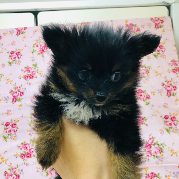 ポメチー（ポメチワ）