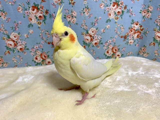 オカメインコ