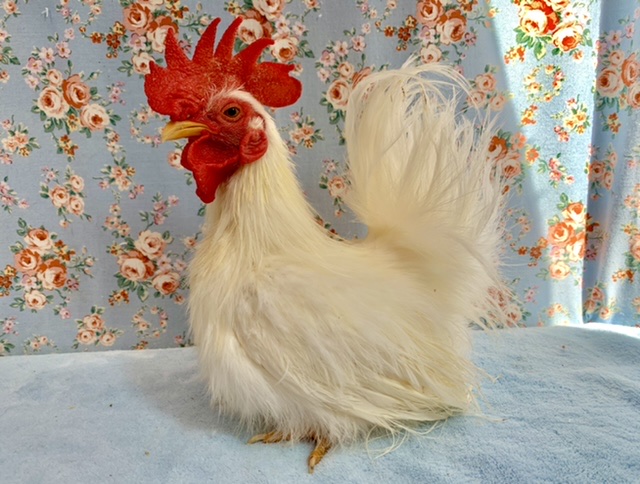 糸毛チャボ（イトゲチャボ）