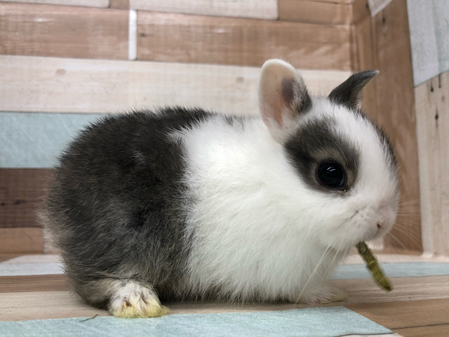 ネザーランドドワーフ