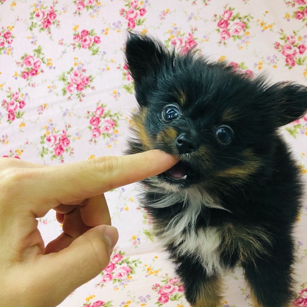 ポメチー（ポメチワ）