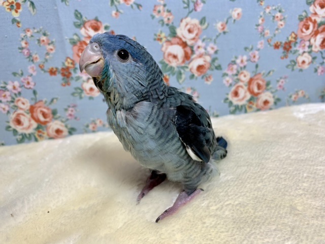 サザナミインコ