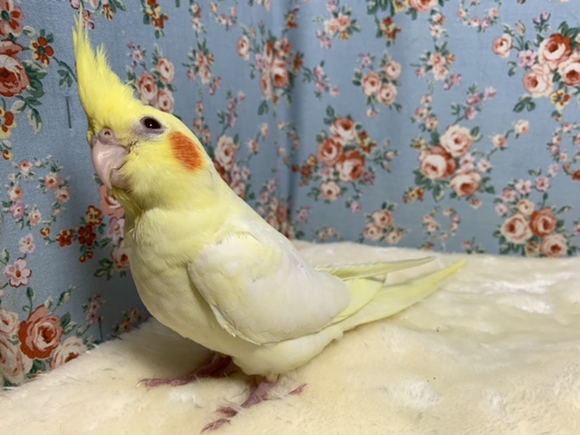 オカメインコ