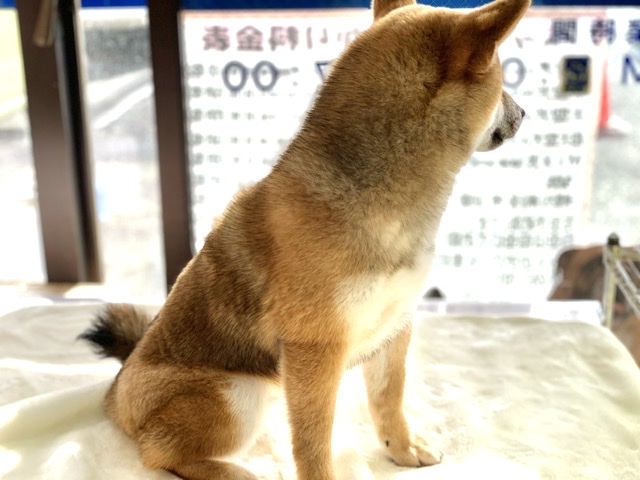 柴犬