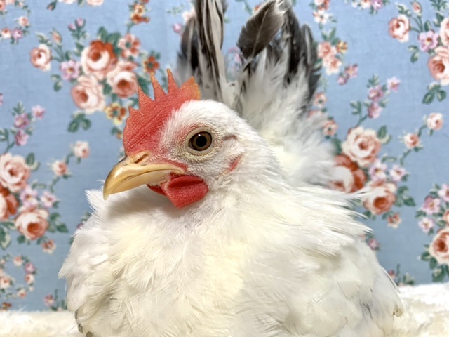 桂チャボ（カツラチャボ）