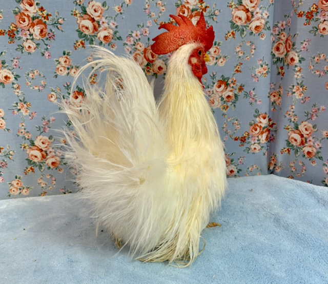 糸毛チャボ（イトゲチャボ）