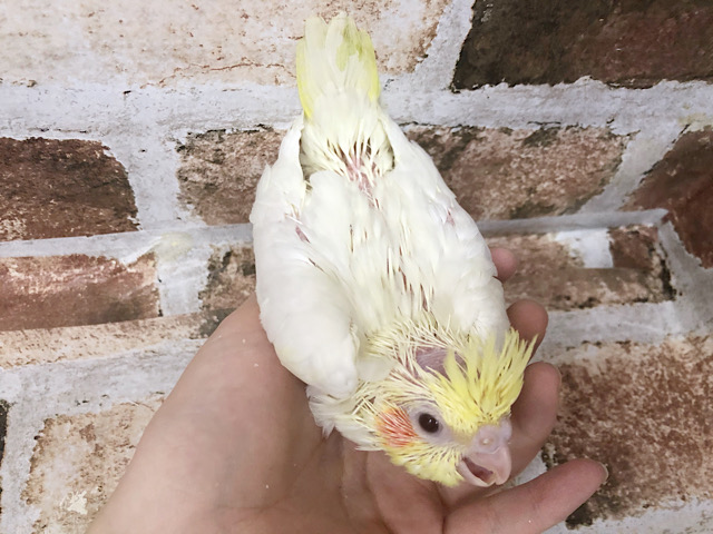 オカメインコ