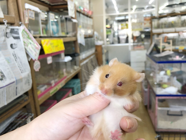 ゴールデンハムスター
