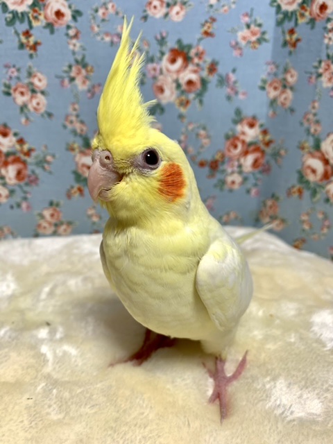 オカメインコ