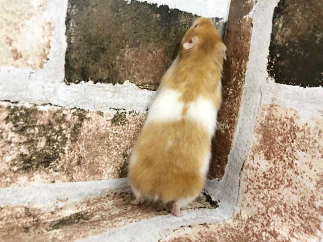 ゴールデンハムスター