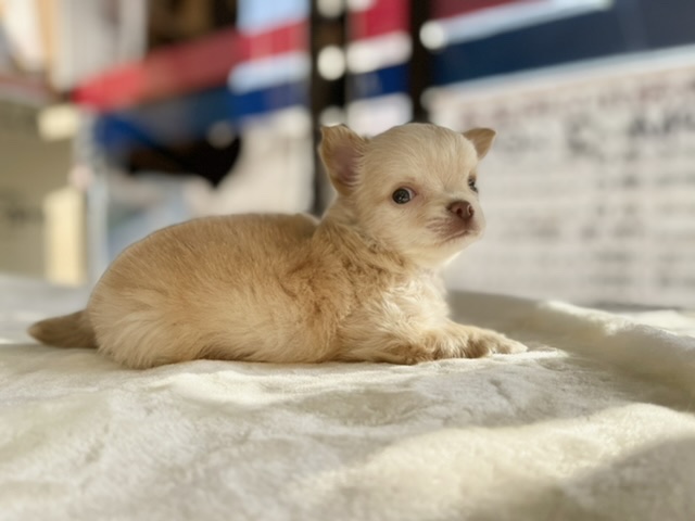 チワワ(ロング) 2020年10月4日生まれ 男の子 チワワ