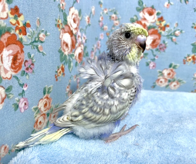 羽衣セキセイインコ