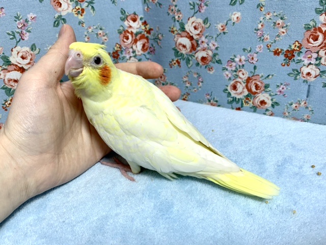 オカメインコ