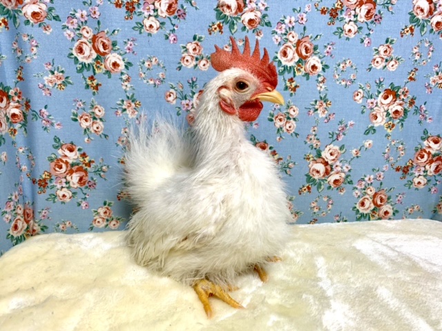 糸毛チャボ（イトゲチャボ）