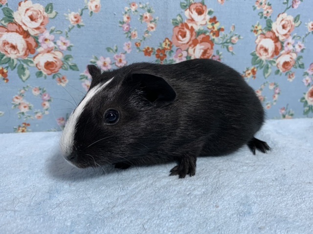 イングリッシュモルモット