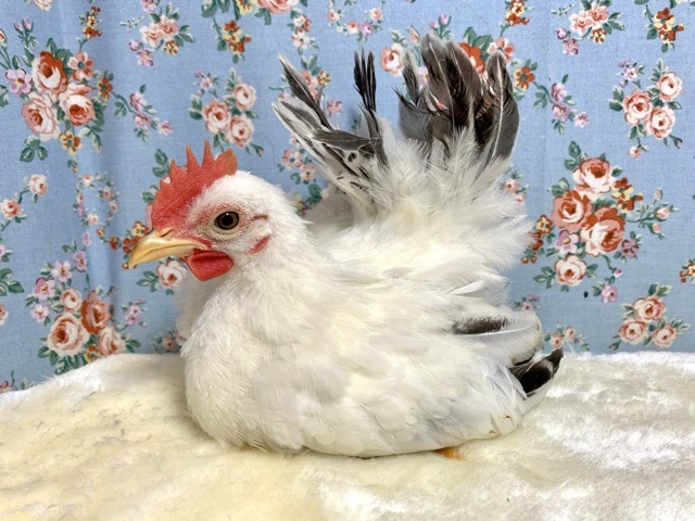 桂チャボ（カツラチャボ）