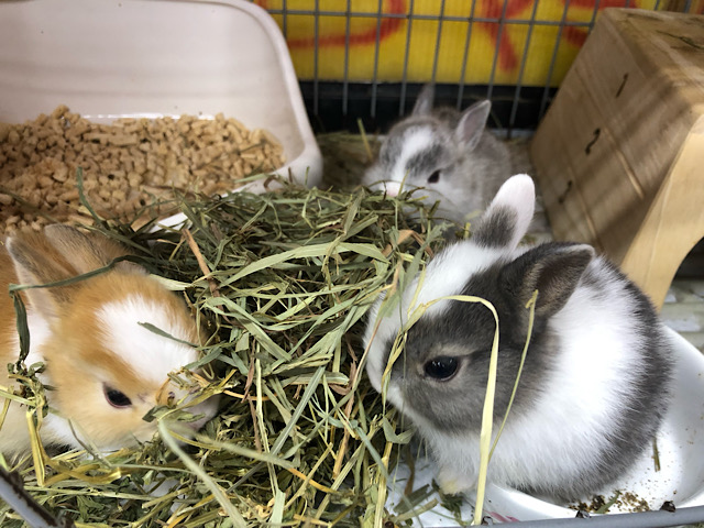 ネザーランドドワーフ