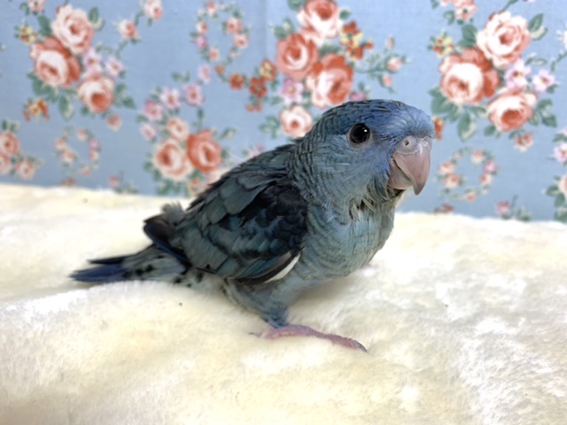 サザナミインコ