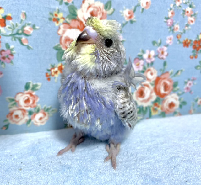 羽衣セキセイインコ