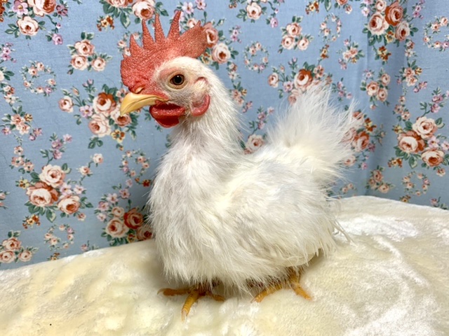 糸毛チャボ（イトゲチャボ）