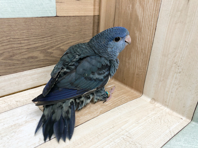 サザナミインコ