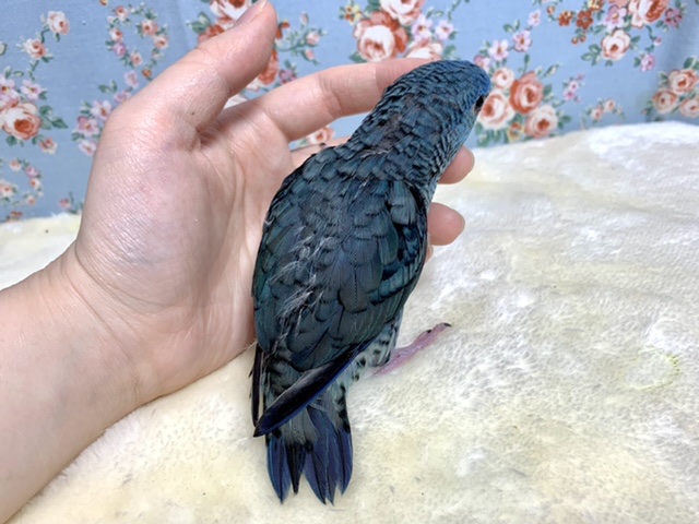 サザナミインコ