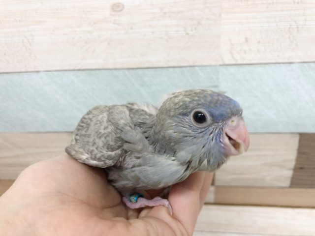 サザナミインコ