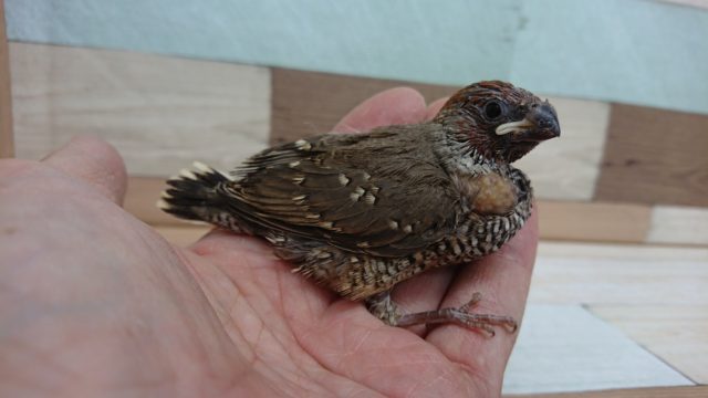 オオイッコウチョウ