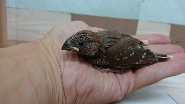 オオイッコウチョウ