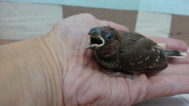 オオイッコウチョウ