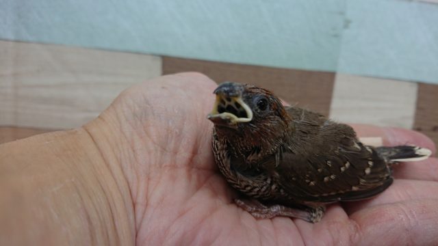 オオイッコウチョウ