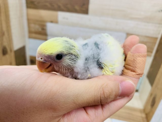 コザクラインコ（小桜インコ）