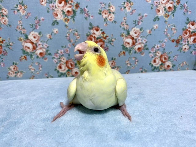オカメインコ
