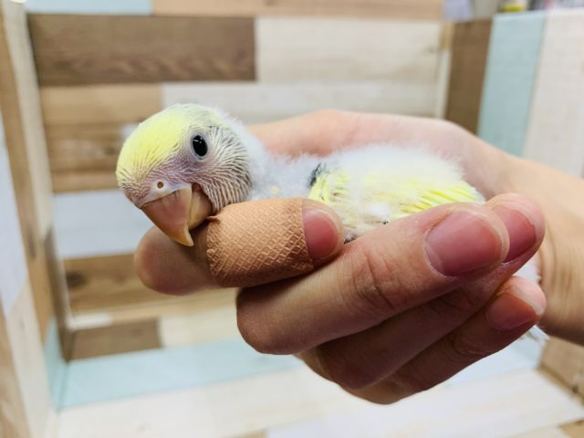 コザクラインコ（小桜インコ）