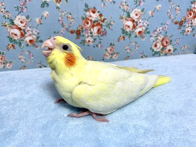 オカメインコ
