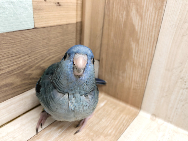 サザナミインコ
