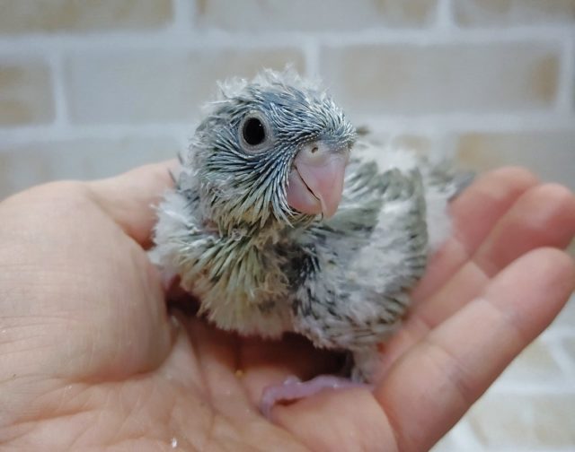 サザナミインコ