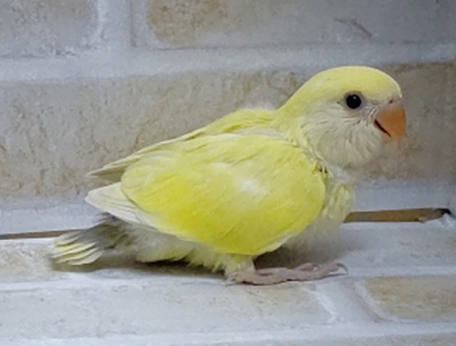 コザクラインコ（小桜インコ）