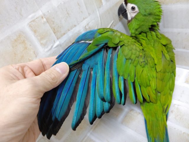 ヒメコンゴウインコ