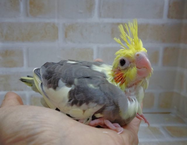 オカメインコ