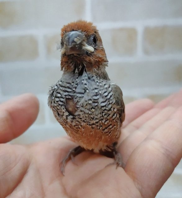 オオイッコウチョウ