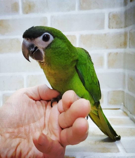 コミドリコンゴウインコ