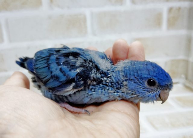 サザナミインコ