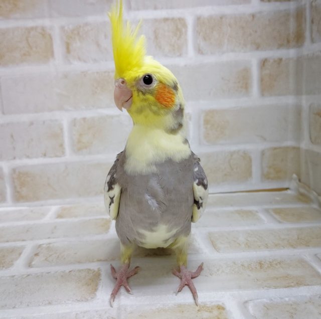 オカメインコ